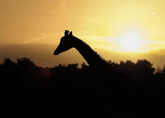 Safari Beekse Bergen