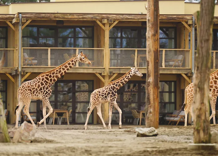 Safari Beekse Bergen