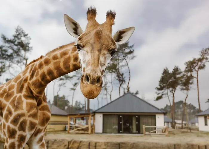 Holiday park Safari Beekse Bergen Hilvarenbeek