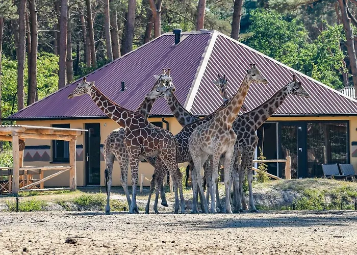 Safari Beekse Bergen 4* Hilvarenbeek